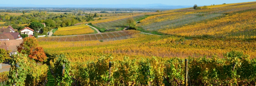 Vineyard - True Vine